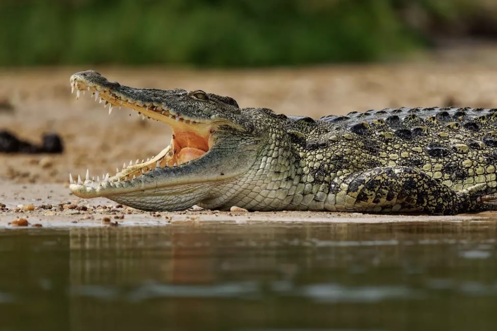 Menino de 1 ano foi devorado por crocodilo na frente do pai após ser arrancado de canoa de pesca Acredita-se que crocodilos sejam responsáveis por cerca de 1.000 mortes humanas por ano