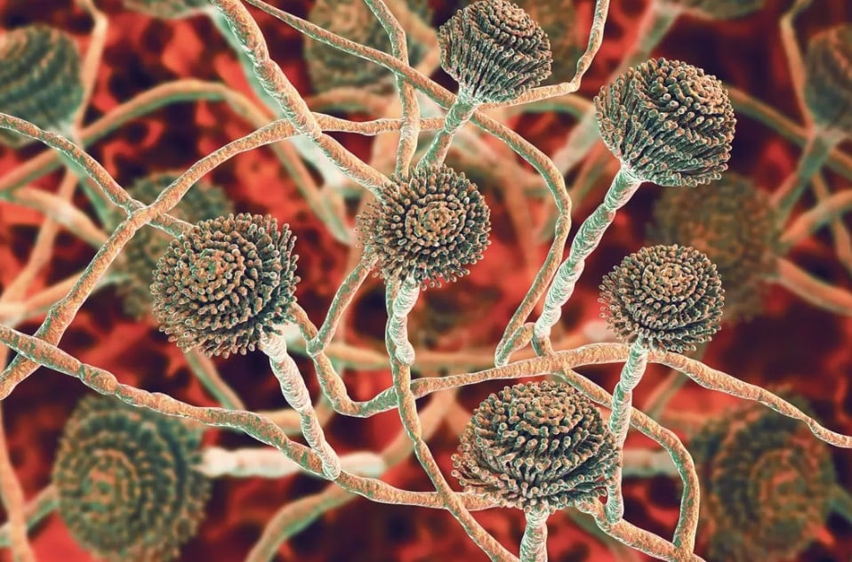 Fungos Aspergillus também podem crescer em poeira doméstica, solo e alimentos vencidos