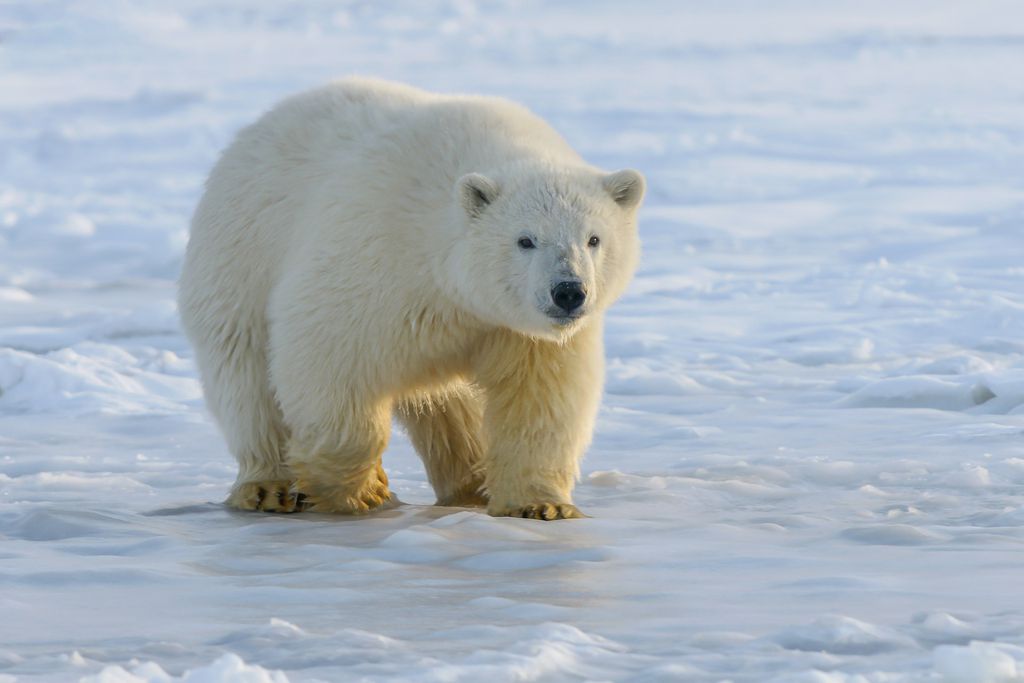 Urso polar