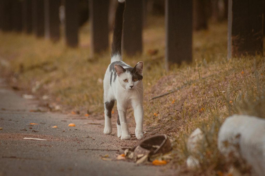 Gato na rua