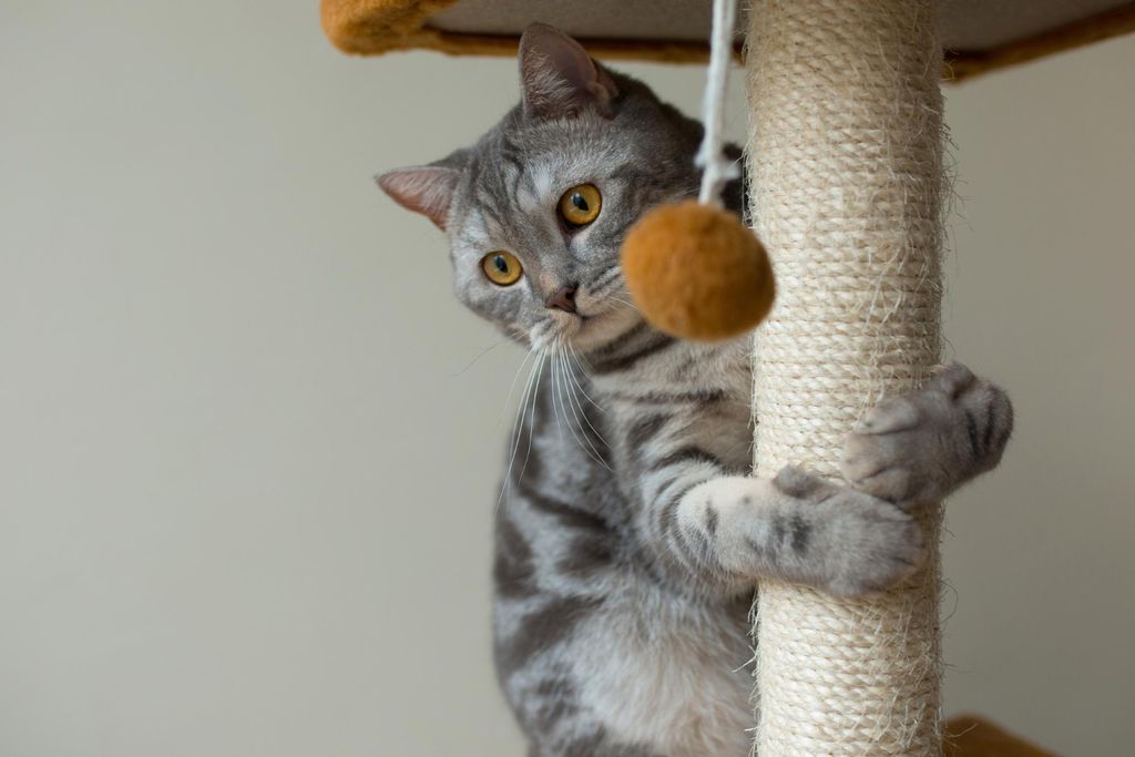 Gato em casa