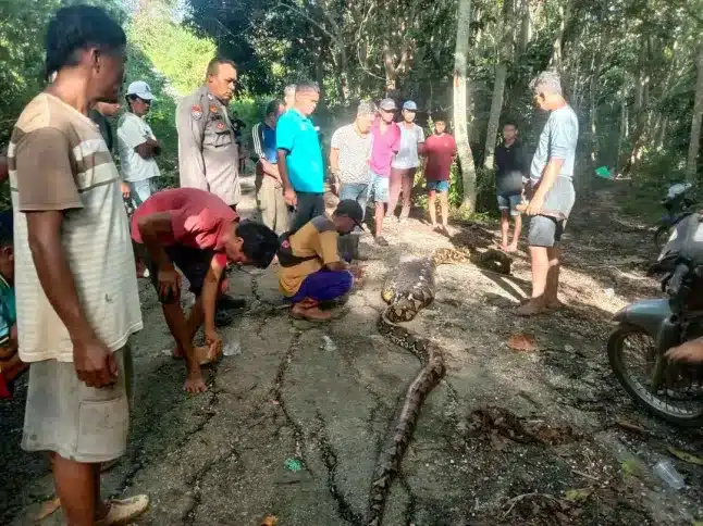 Homem desaparecido é encontrado morto dentro do estômago de uma píton gigante de 8 metros Homem desaparecido é encontrado morto dentro do estômago de uma píton gigante de 8 metros