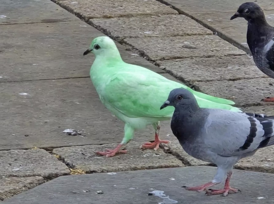 O pombo verde-brilhante e misterioso chama atenção na cidade e especialistas soam o alarme — a ave certamente se destaca no meio da multidão (SWNS)