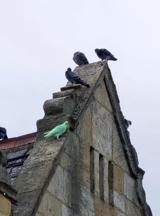 Pessoas de todo o Reino Unido têm ido a Northampton para ver o pombo de perto (SWNS)