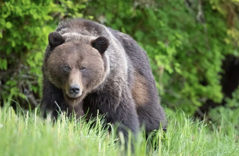 Mulher explica como um acessório de cabelo de $ 3 salvou sua vida enquanto sua cabeça estava na boca de um urso-pardo Um enorme urso-pardo macho deixou feridas perfurantes e danos nos nervos em sua vítima
