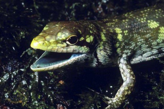 Lagarto da Nova Guiné