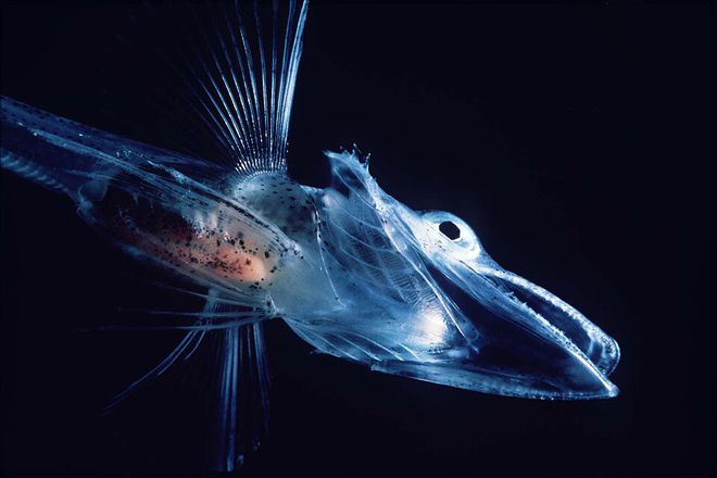 Peixe-gelo