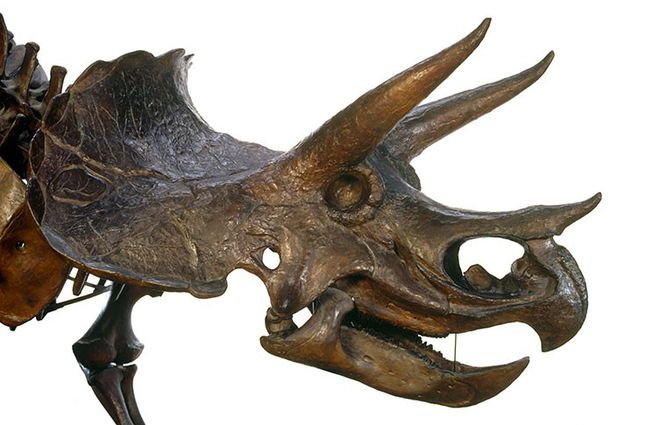 Triceratops
