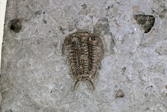 Fóssil de Ceraurus sp