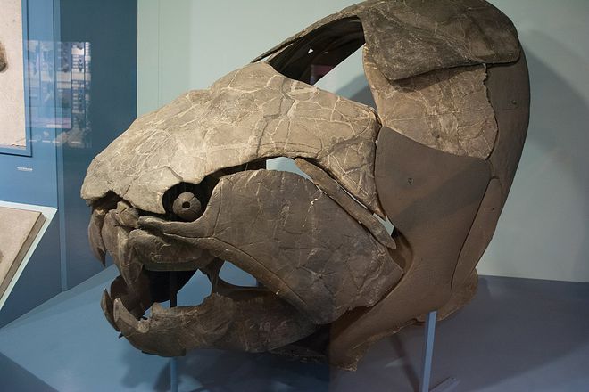 Dunkleosteus terrelli