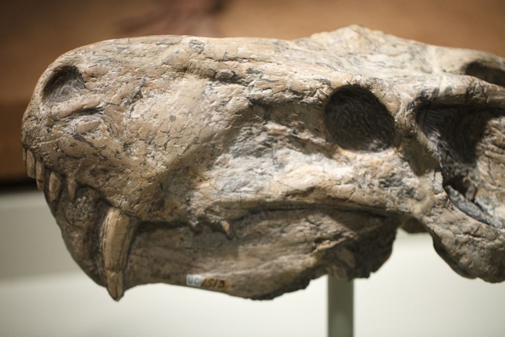 Fóssil de animal gorgonopsiano