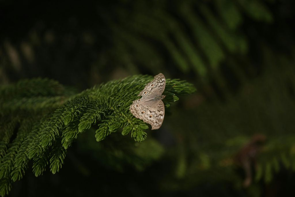 Mariposa