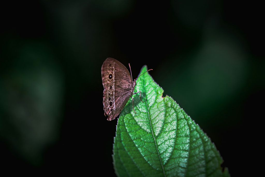 Mariposa