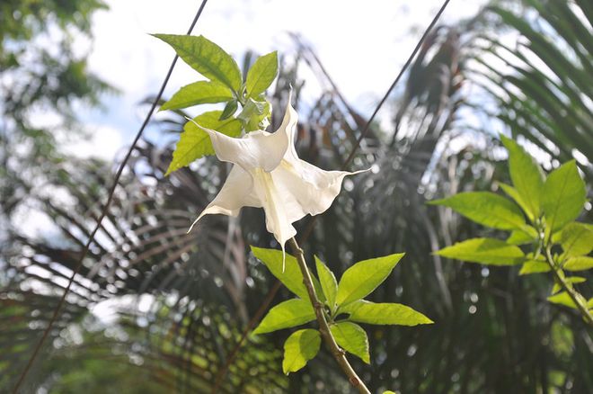 Flor de onde é extraída a escopolamina