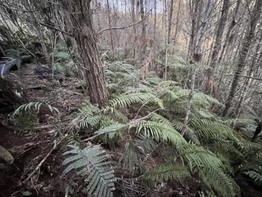 Primeiras fotos mostram como homem vivia na selva com seus três filhos antes de ser morto pela polícia É fácil entender como eles conseguiram se esconder por tanto tempo na selva (Polícia da Nova Zelândia)