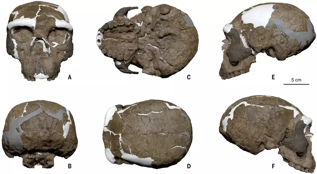 Crânio de um milhão de anos pode reescrever toda a evolução humana, segundo pesquisadores O estudo envolveu a reconstrução do fóssil (Science)