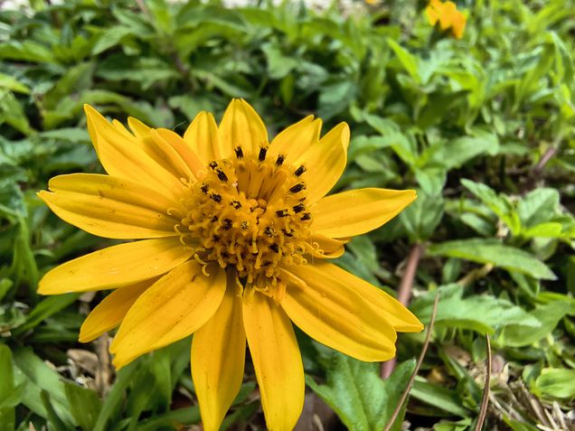 Moto G86 - Câmera ultrawide / modo macro