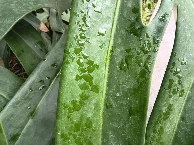 Moto G86 - Câmera ultrawide / modo macro