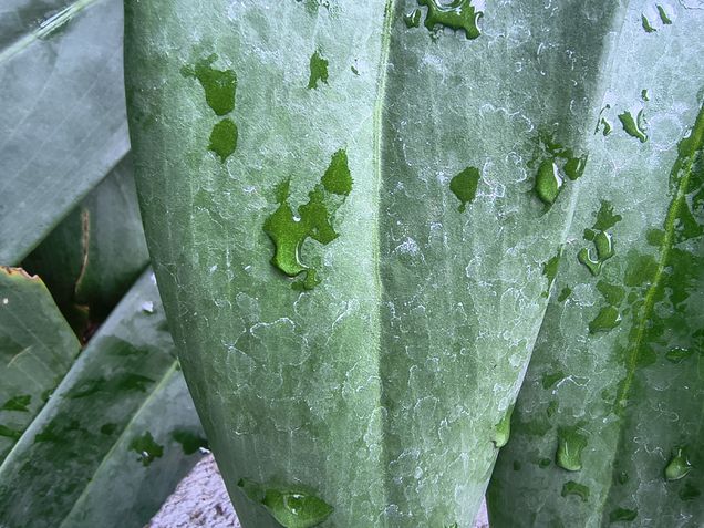 Moto G86 - Câmera ultrawide / modo macro