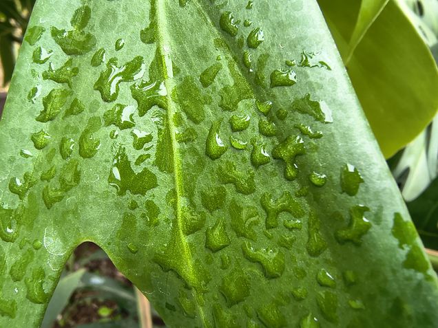 Moto G86 - Câmera ultrawide / modo macro