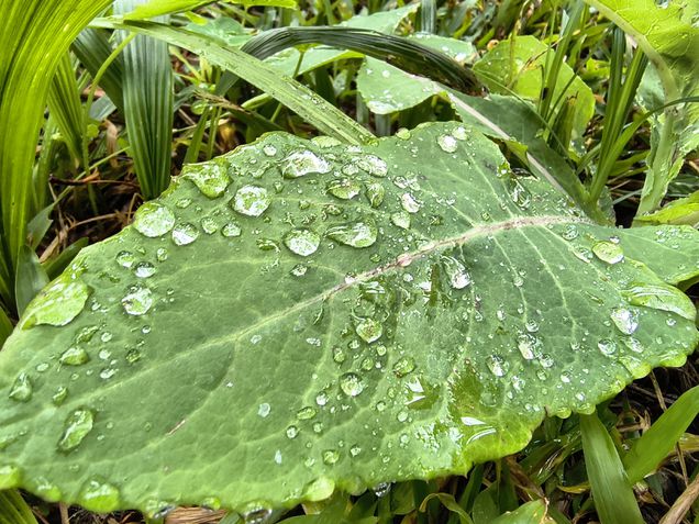 Moto G86 - Câmera ultrawide / modo macro