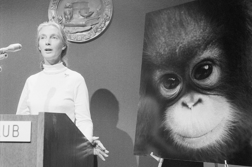 Fotografia de Jane Goodall dando uma palestra.