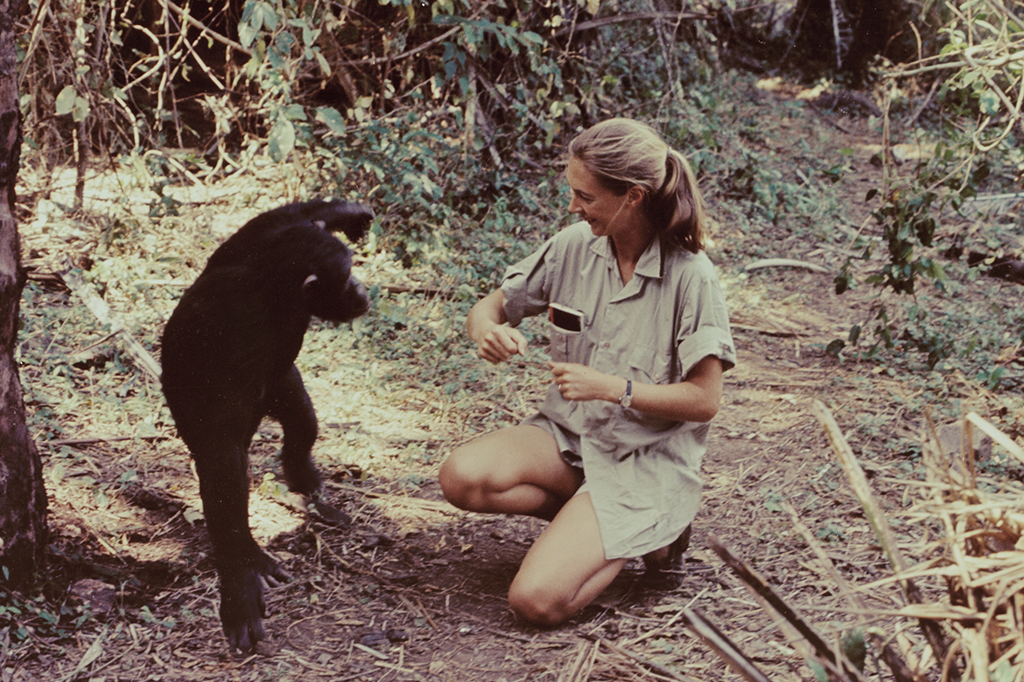 Fotografia da Jane Goodall aparece no especial de televisão