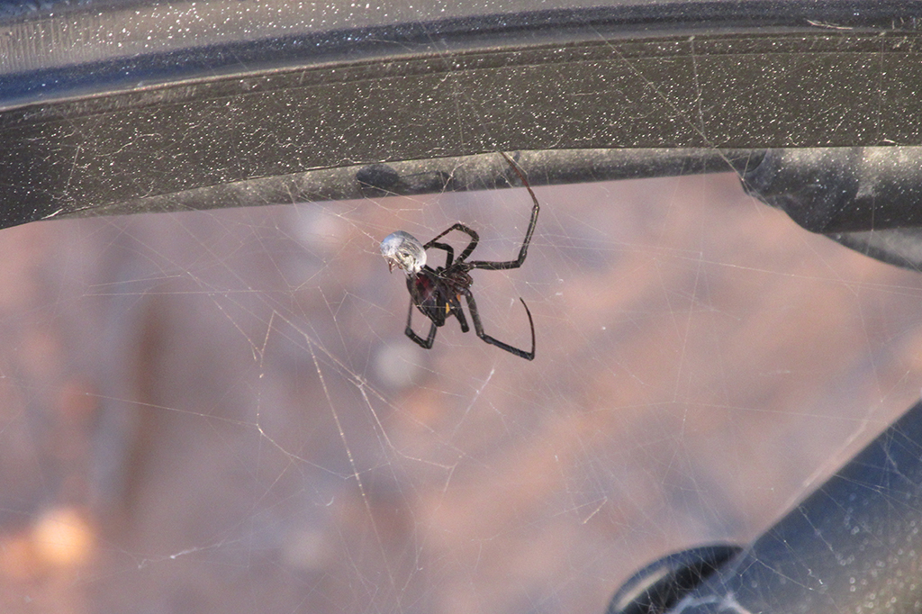 Fotografia de uma aranha viúva-negra constrói teias de aranha tridimensionais.