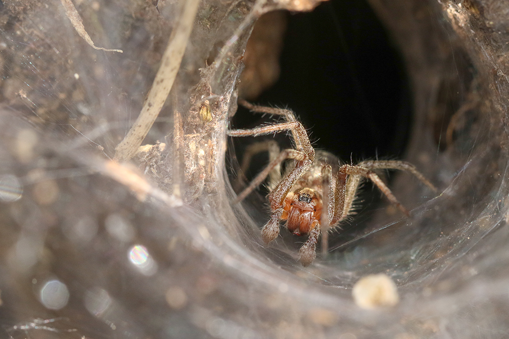 Fotografia de uma aranha tecelã de teias em funil espreita de sua teia no chão.