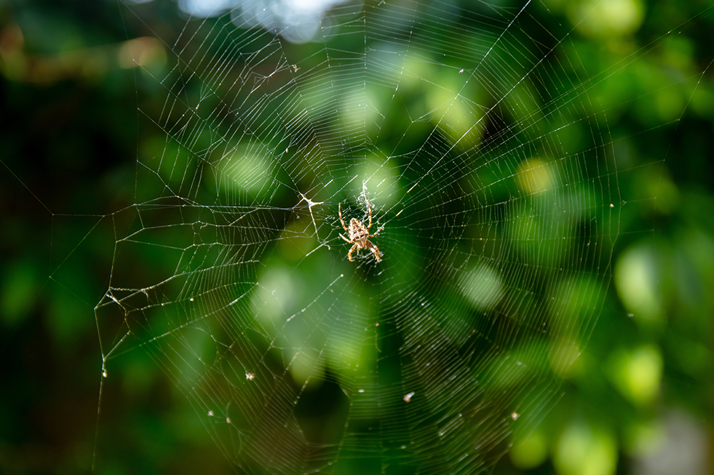 Fotografia de uma aranha-de-jardim-europeia constrói uma teia orbital bidimensional.