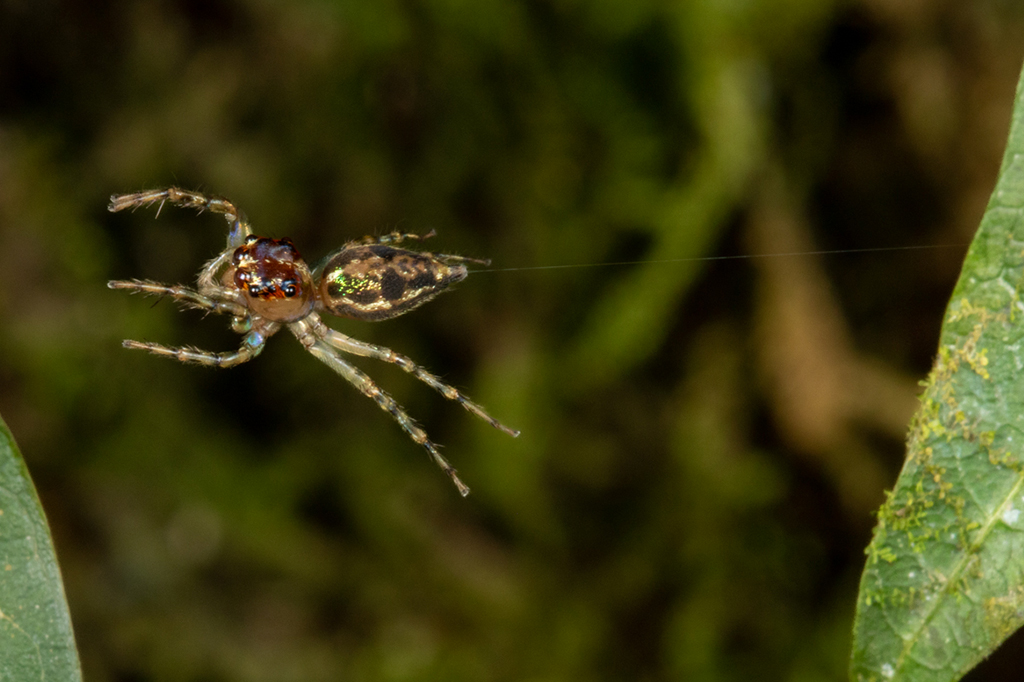 Fotografia de uma aranha saltadora usa uma corda de segurança de seda ao dar um salto arriscado.