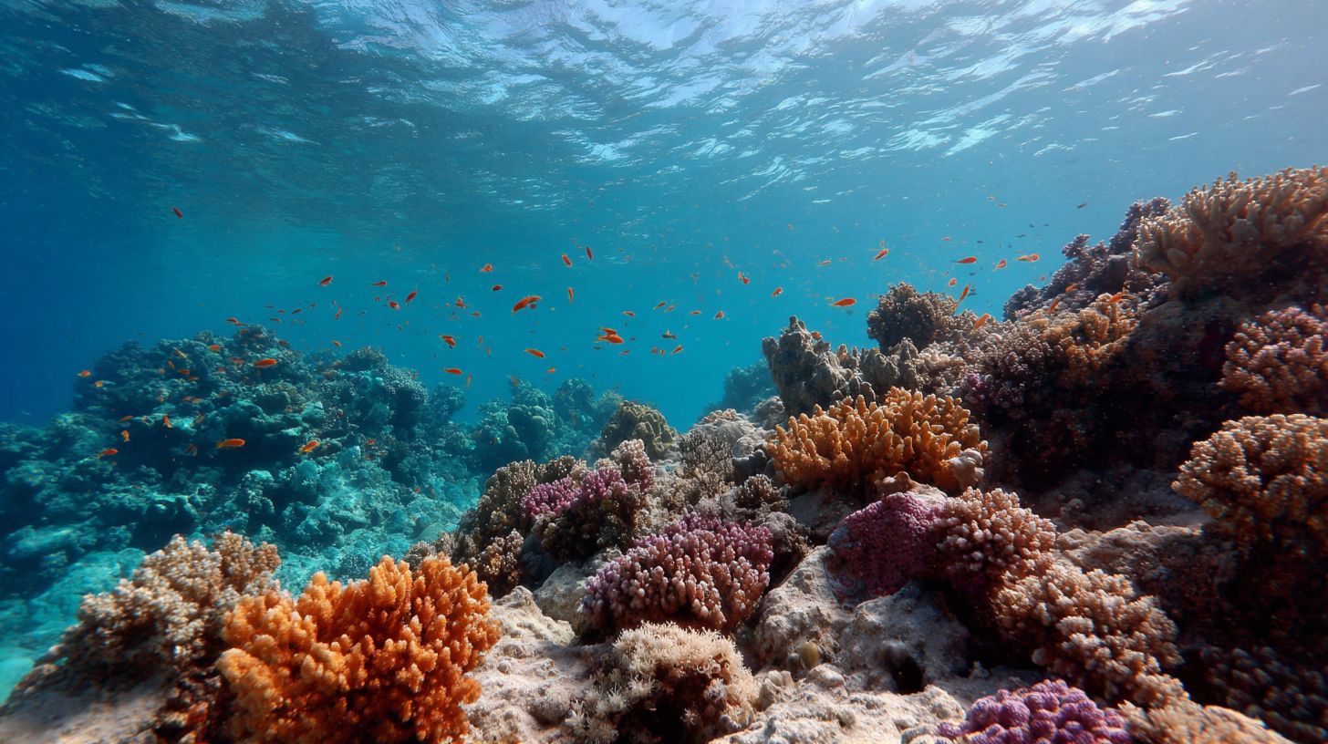Cientistas fazem alerta severo após relatório revelar que estamos enfrentando um "resultado verdadeiramente catastrófico para toda a humanidade" Cientistas alertam que a Terra está se aproximando de “pontos críticos climáticos catastróficos” se os recifes de coral desaparecerem
