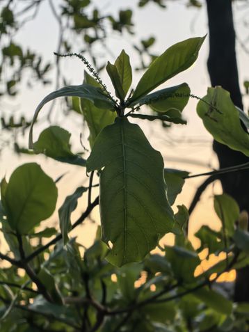 Huawei Pura 80 Ultra - modo macro