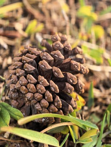 Huawei Pura 80 Ultra - modo macro