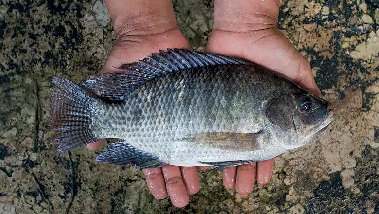 tilápia