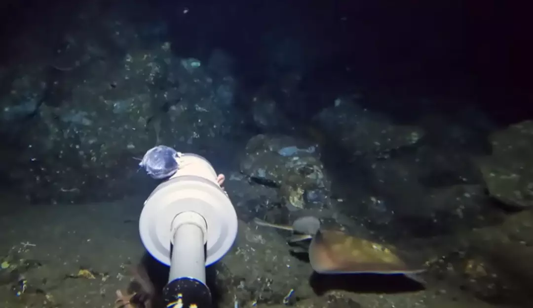 A aparição da stingaree no canto inferior direito foi uma grande surpresa para Dillarstone (YouTube/Barny Dillarstone)