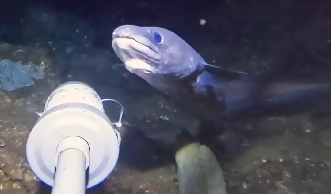 Alexa, toque Under the Sea de A Pequena Sereia (YouTube/Barny Dillarstone)