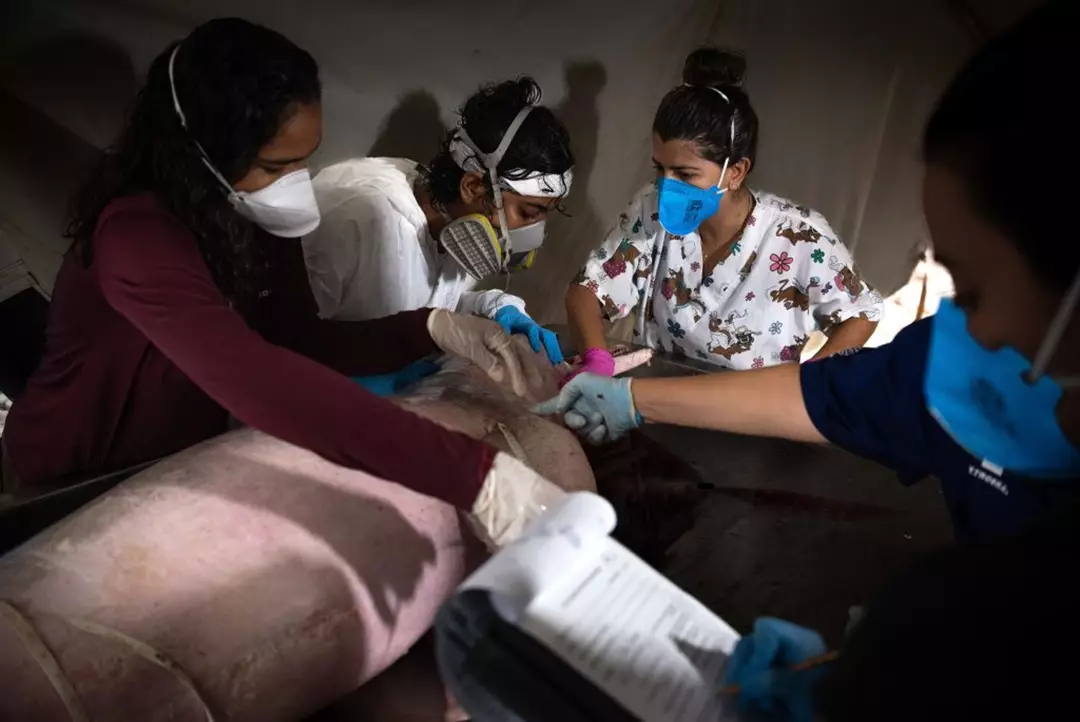 Centenas de golfinhos são encontrados mortos em lago na Amazônia após a água ficar mais quente que uma jacuzzi