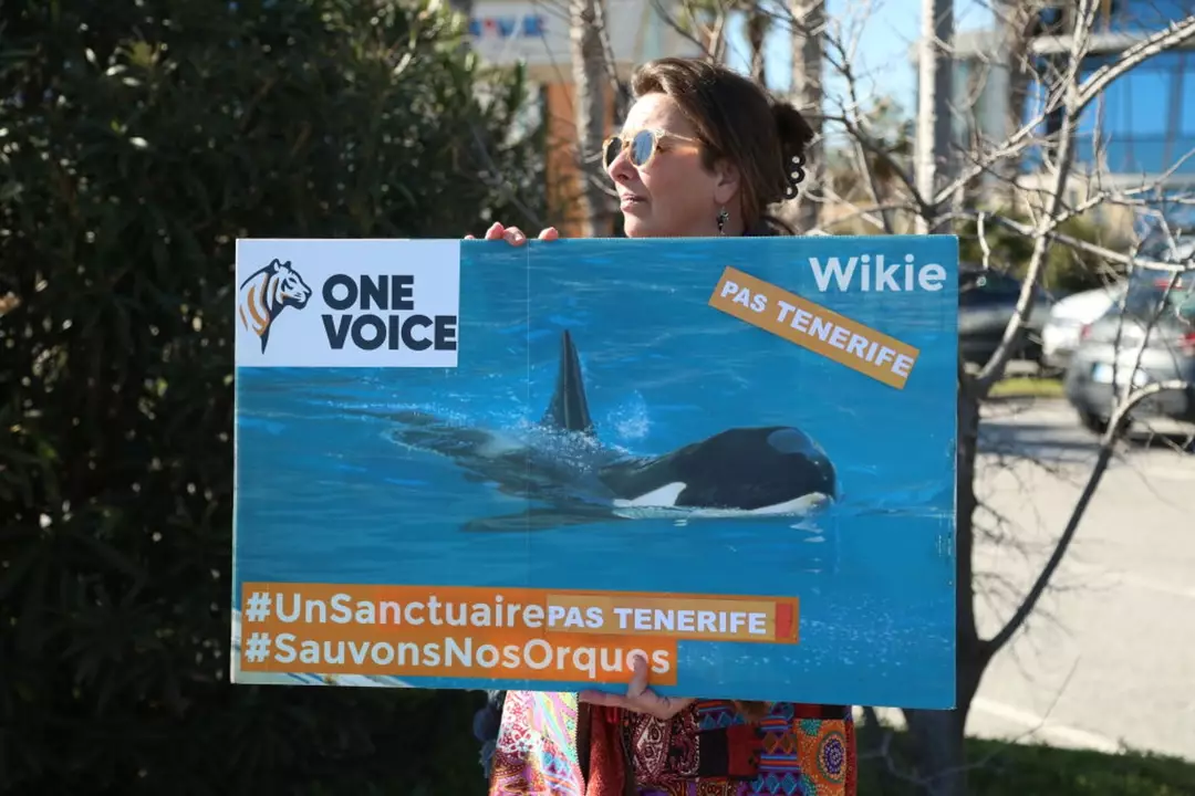 Os protestos vêm ocorrendo desde que o parque foi fechado em janeiro