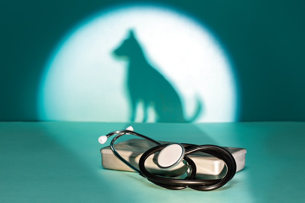 Imagem, de tom esverdeado, projetando a sombra de um gato na parede. Em primeiro plano, vê-se, um estetoscópio e um estojo branco.