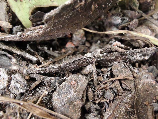 Jovi V50 - Câmera macro