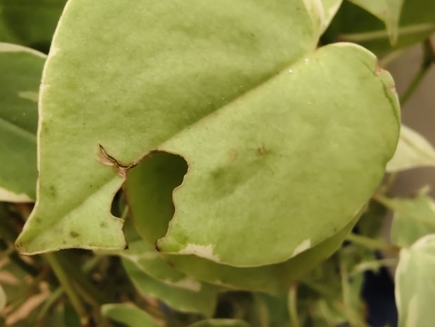 Jovi V50 - Câmera macro