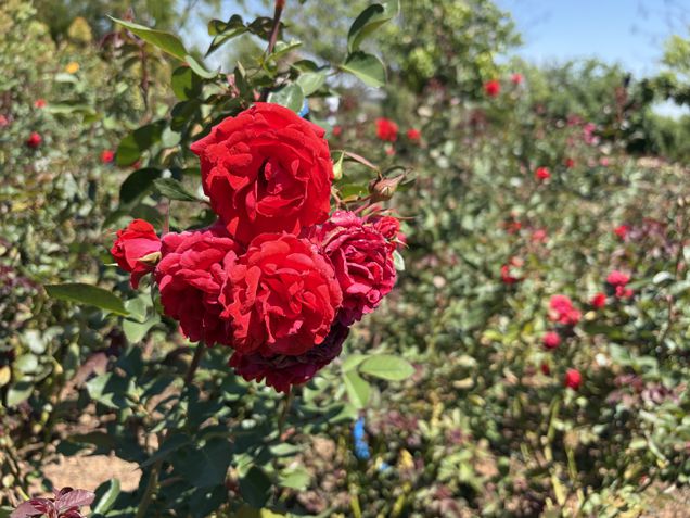 iPhone Air - Câmera traseira