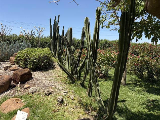 iPhone Air - Câmera traseira