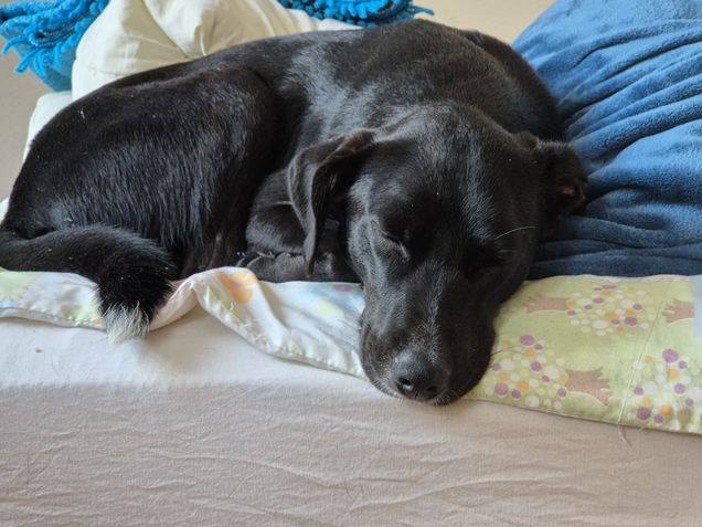 Galaxy S24 Plus - Câmera telefoto