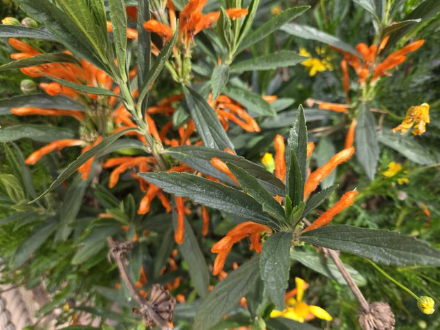 Galaxy S25 - Modo macro