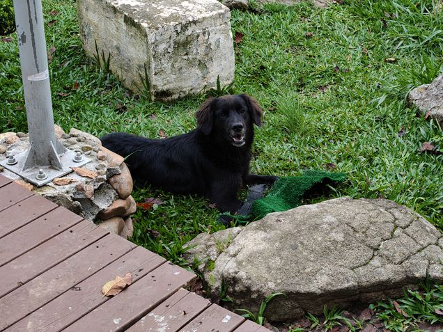 Realme 14 Pro Plus - Câmera principal