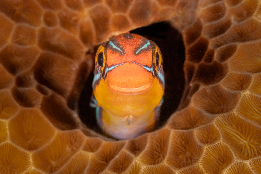 Fotografia do peixinho blênio-de-listras-azus com carinha de feliz, ficava colocando a cabeça para fora de sua toca, um buraco no coral com padrões.
