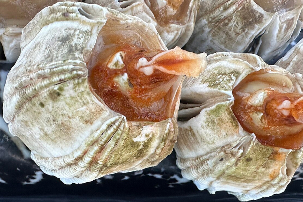 Fotografia das Cracas, são animais sésseis, ou seja, fixos, e hermafroditas.