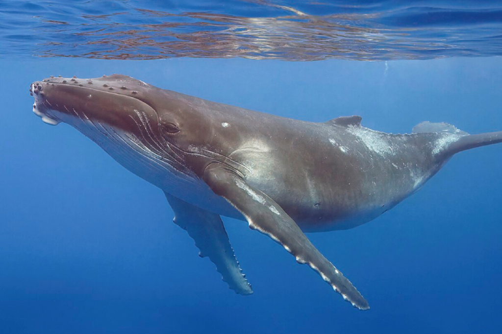 Fotografia de uma Baleias-jubarte se alimentam ao filtrar a água.